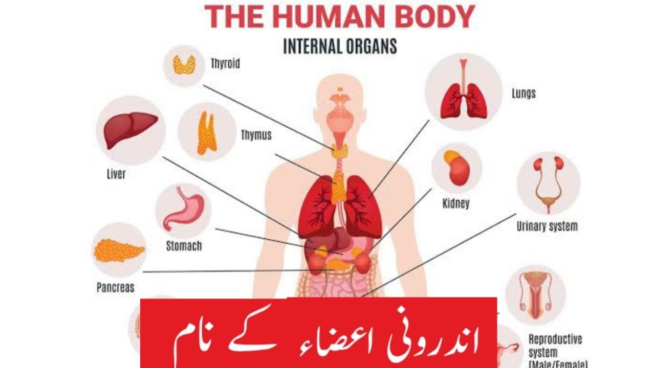 Names of internal organs in English and Urdu | Internal body parts of human body