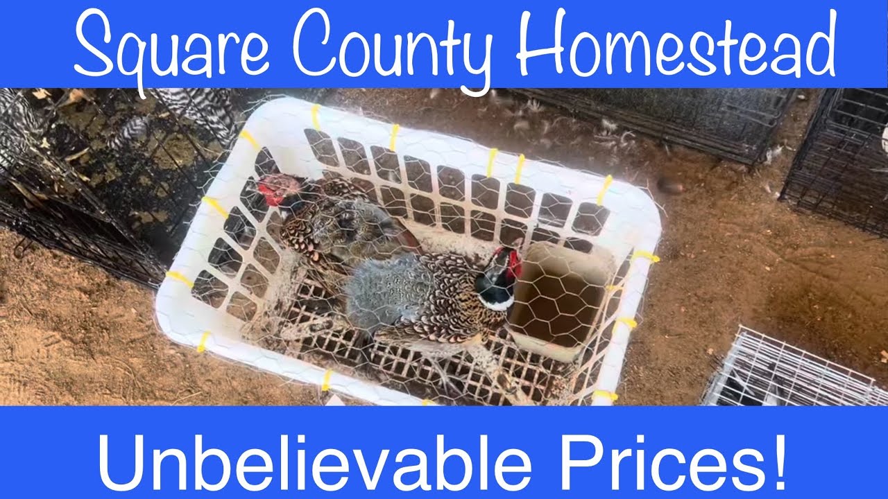 June chicken auction 