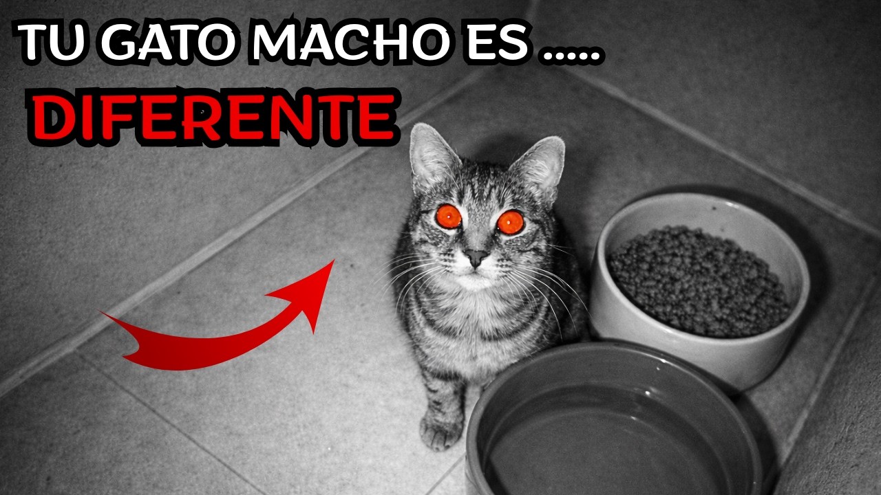 Lo que tu GATO MACHO oculta: 15 secretos que los dueños ignoran (hasta que es tarde).
