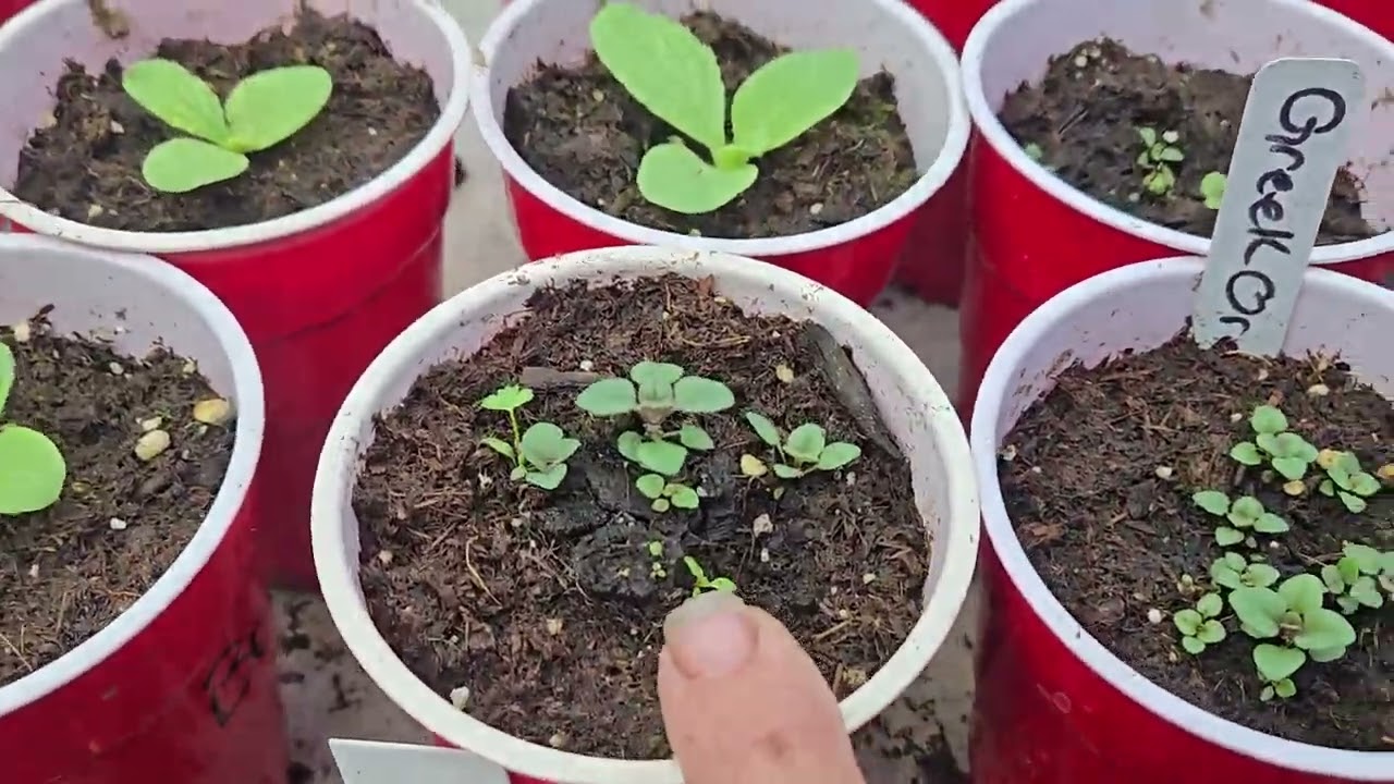 Full garden tours... ##thewildingslanding #offgridhomestead ##floridagardening 