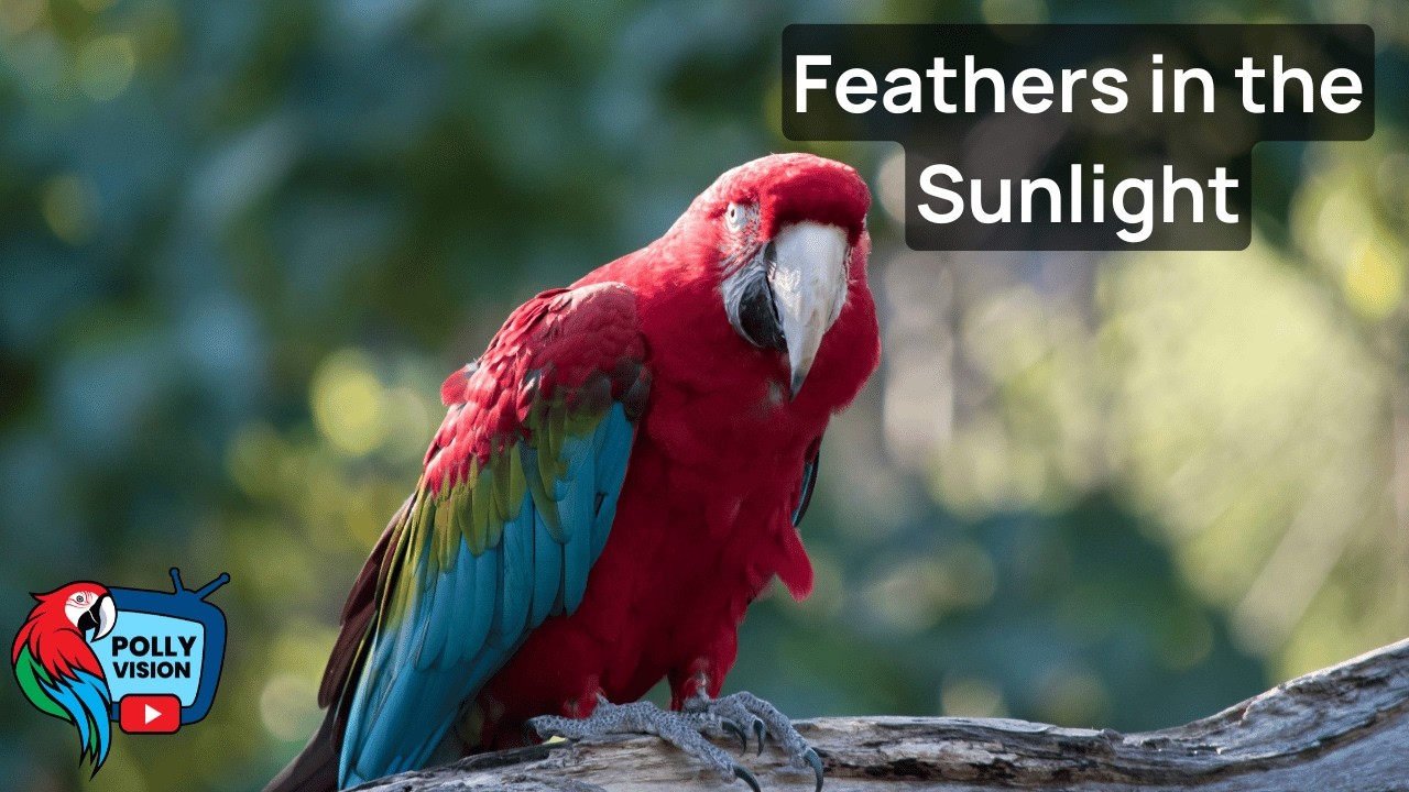 This MASSIVE Aviary is HOME to SO MANY Beautiful Birds! | PollyVision