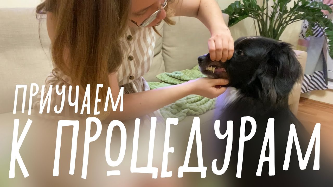 КАК НАУЧИТЬ СОБАКУ СТРИЧЬ КОГТИ И ЧИСТИТЬ ЗУБЫ? Мягкая адаптация к процедурам