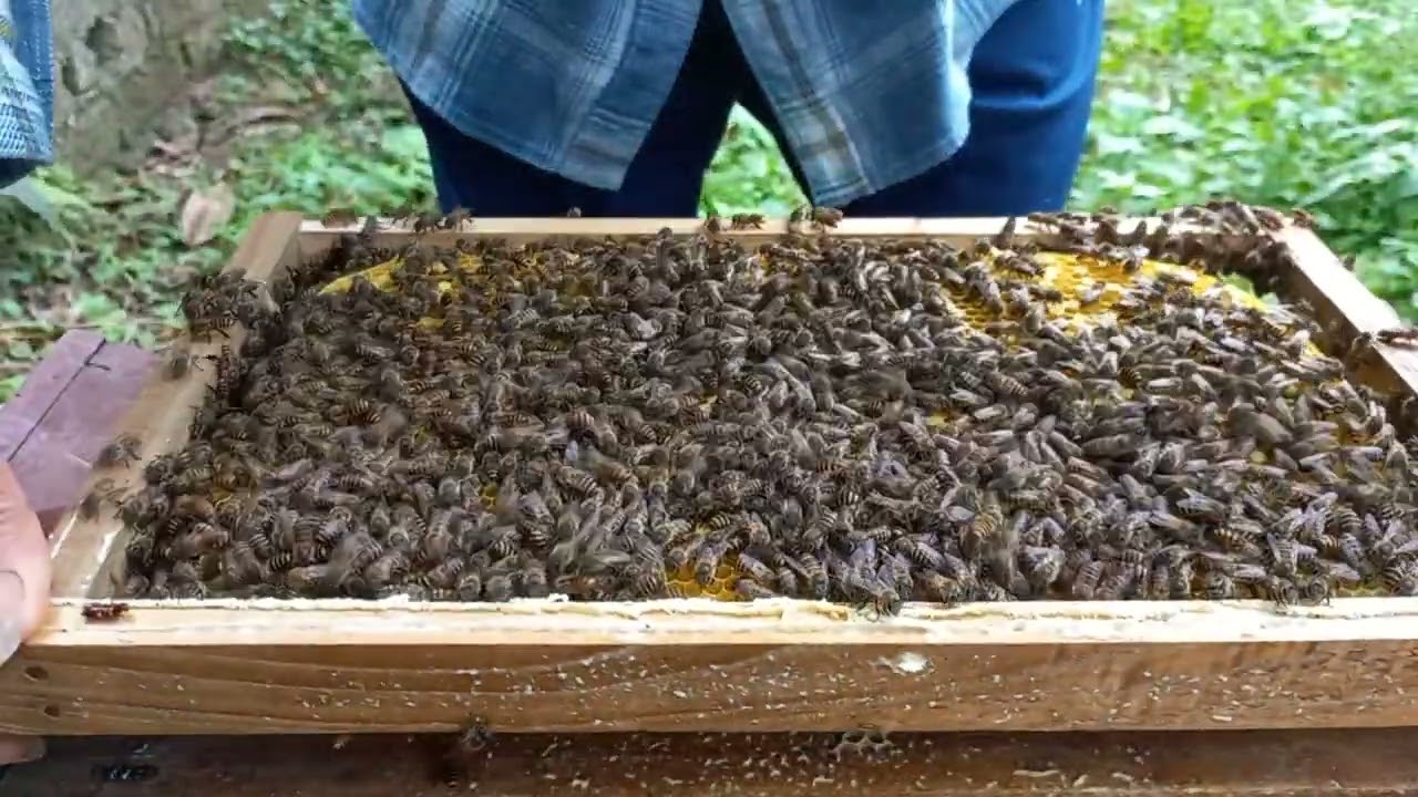 Wild Honey Harvest – Bees Everywhere!