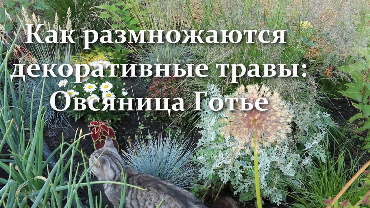 Как размножить декоративные травы. Овсяница Готье разведение делением куста