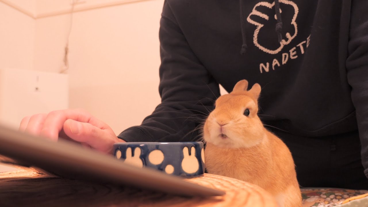 ウサギとパソコン作業していたらこうなりました【No.900】