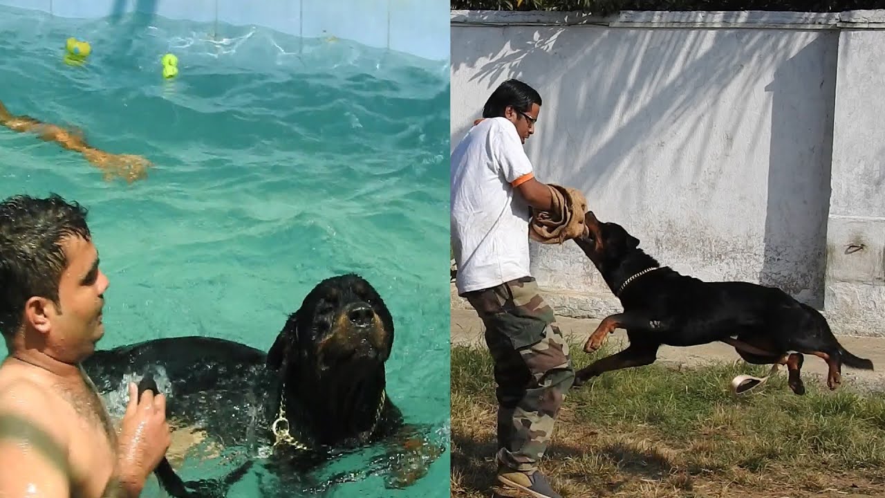 Amazing Rottweiler - Part 3