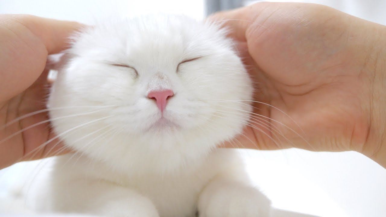 おなかの上にいる猫を思う存分モフると幸せになれます！