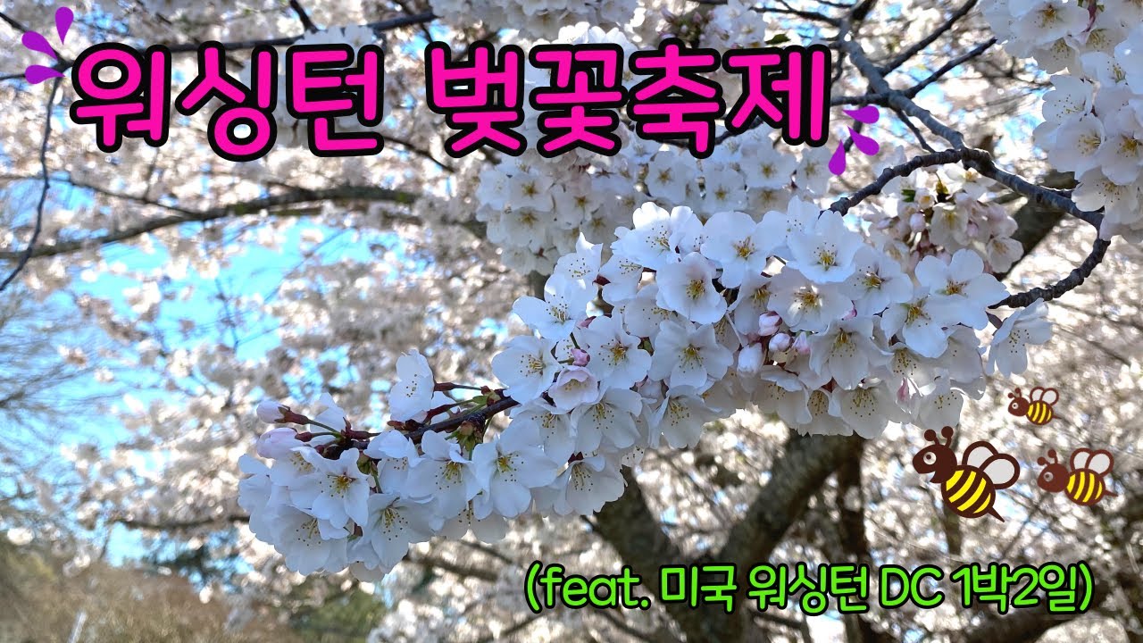 [ 워싱턴DC 여행 ] 워싱턴 벚꽃축제 ㅣ벚꽃놀이ㅣ미국일상 l 미국여행 l 미국브이로그