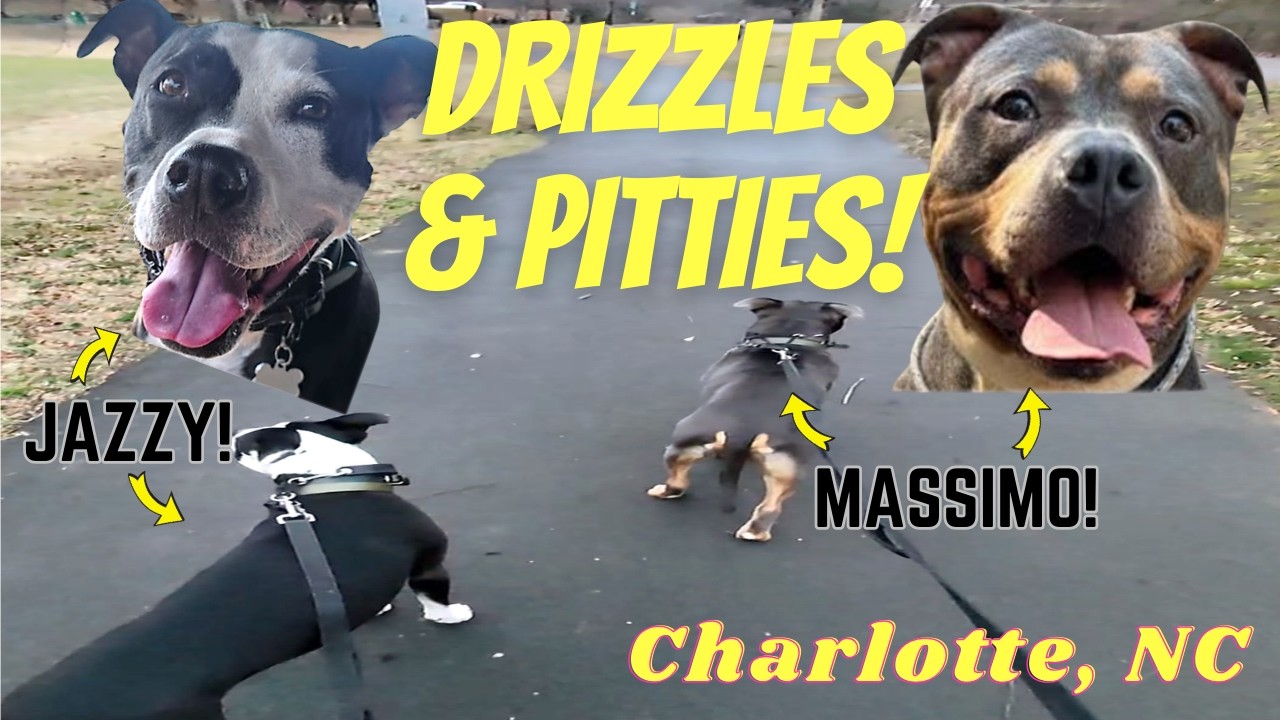 U REIGN in the DRIZZLES! | QUICK Dog Fitness Walk