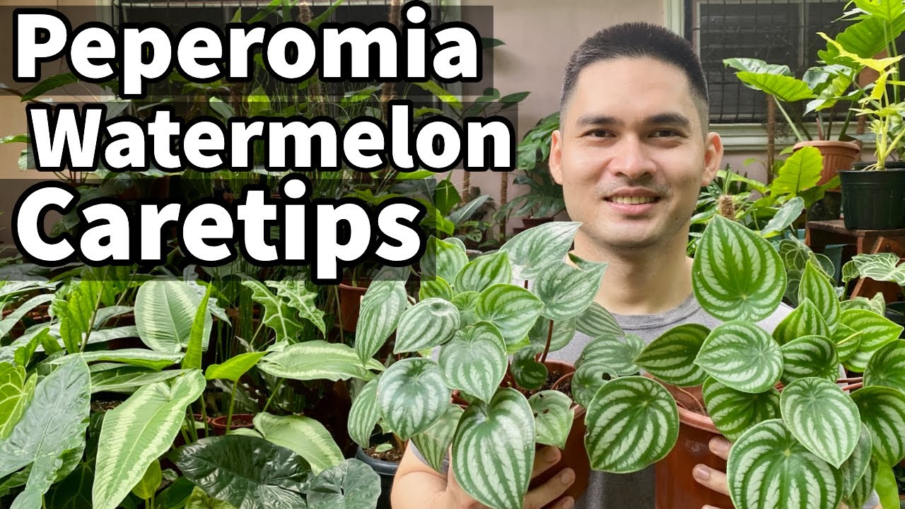 TIPS FOR LUSH AND HEALTHY WATERMELON PEPEROMIA | PEPEROMIA WATERMELON CARETIPS | PEPEROMIA