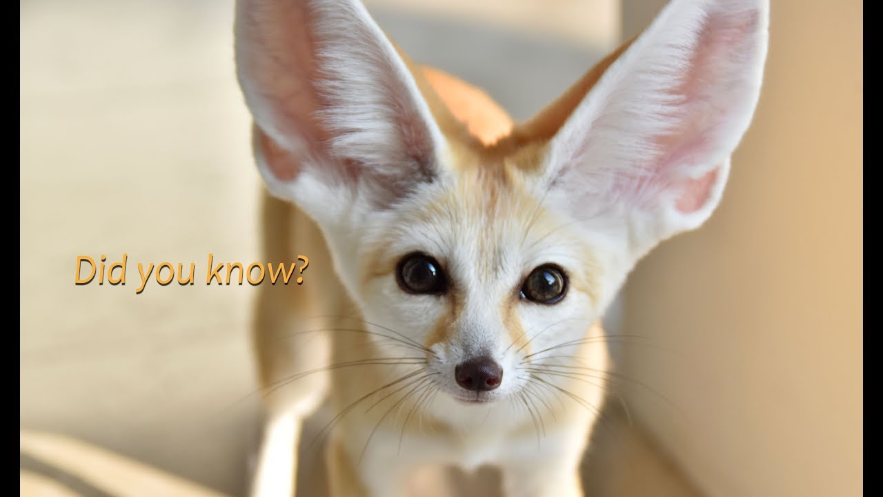 Fennec Fox Facts - Part 1