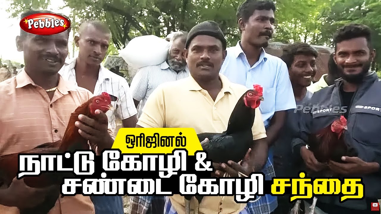 ஒரிஜினல் நாட்டு கோழி &  சண்டை கோழி சந்தை | Trichy Adavathur Santhai | அதவத்தூர் கோழி சந்தை
