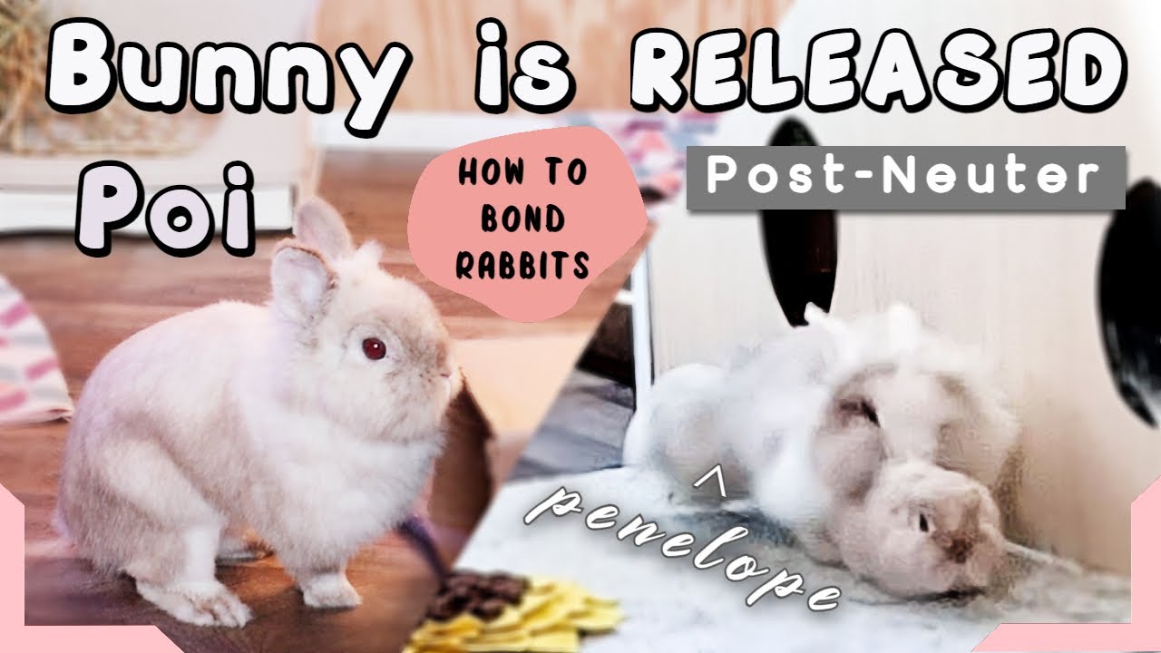 Introducing/Bonding Rabbits ~ Releasing Poi after his neuter