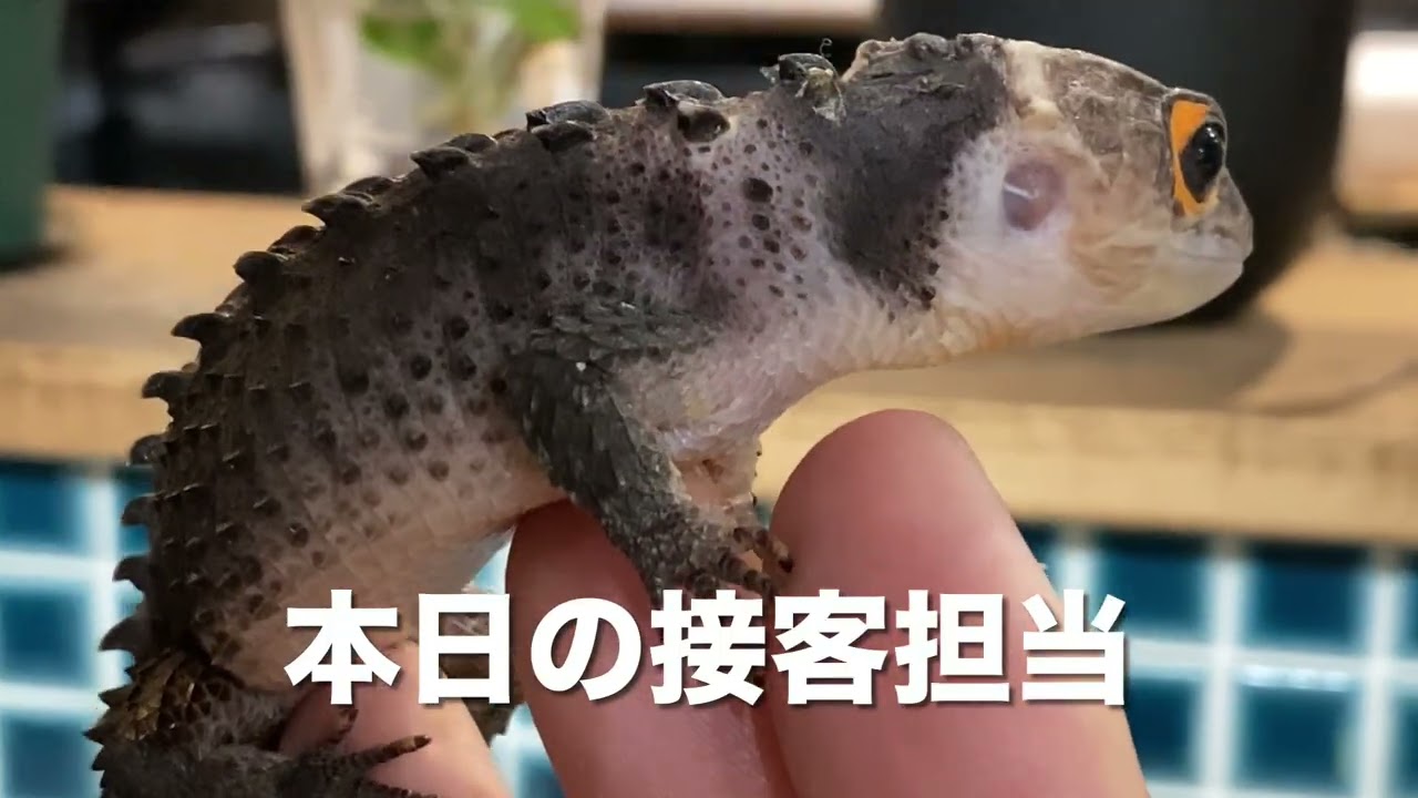 【岡町ビアフェス遠征編】後半豊中庄内ハシゴ酒　本日の接客担当はアカメカブトトカゲちゃん