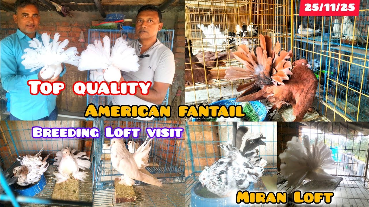 Top quality fancy pigeons Loft visit.উদয়নারায়নপুর হুগলি #মিরানলফ্ট#smanimalscare99 