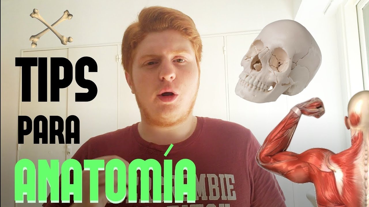 TIPS PARA ANATOMIA EN LA UBA | MORTASH