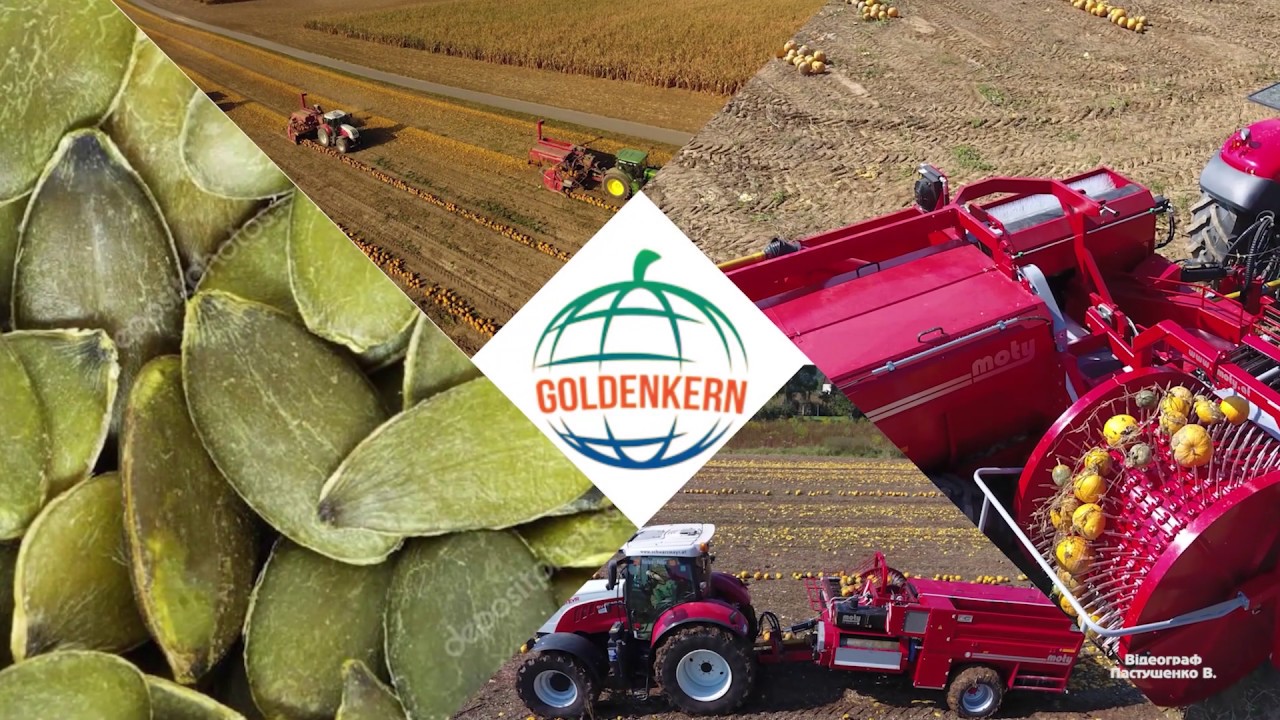 Вирощування штірійського гарбуза Golden kern