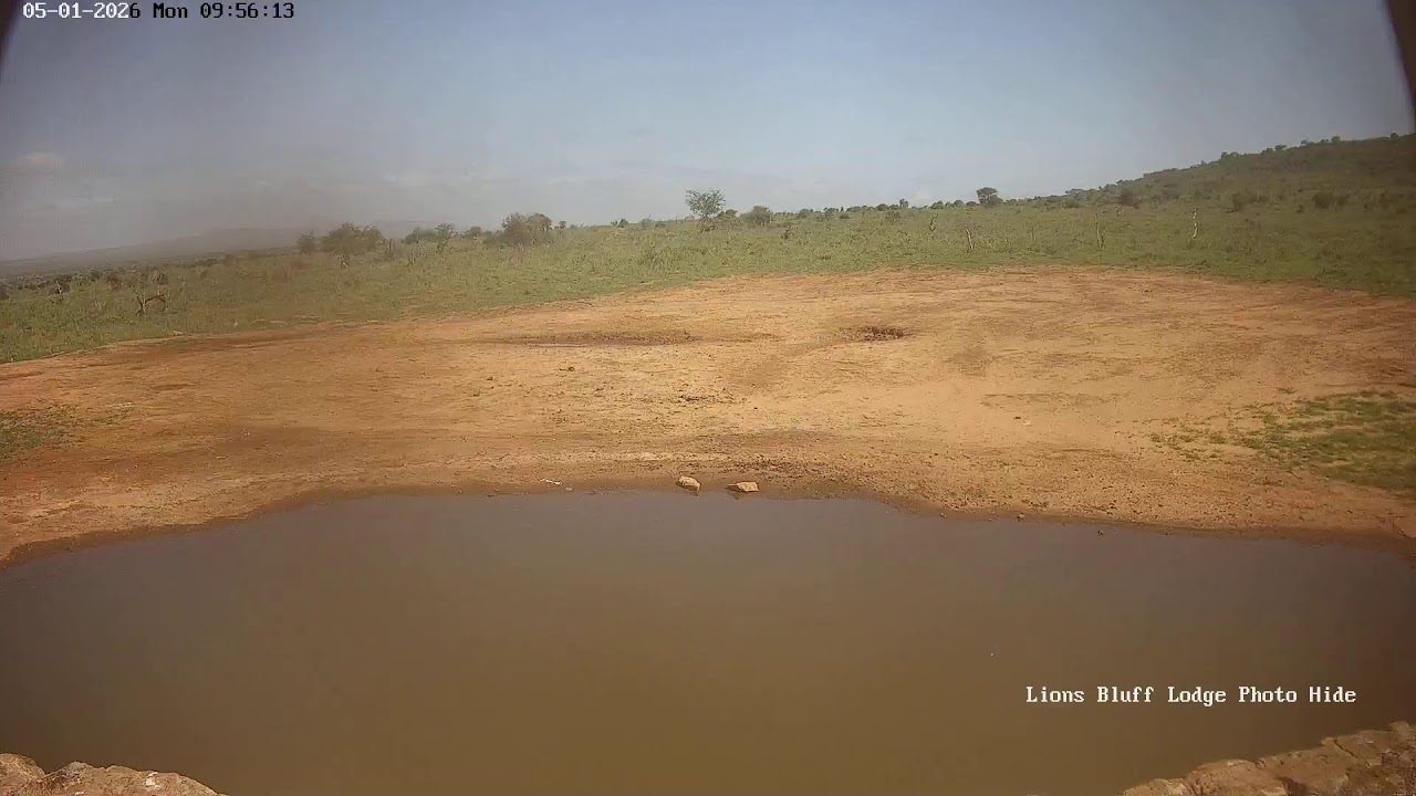 Lions Bluff Lodge Photo Hide - Live Stream
