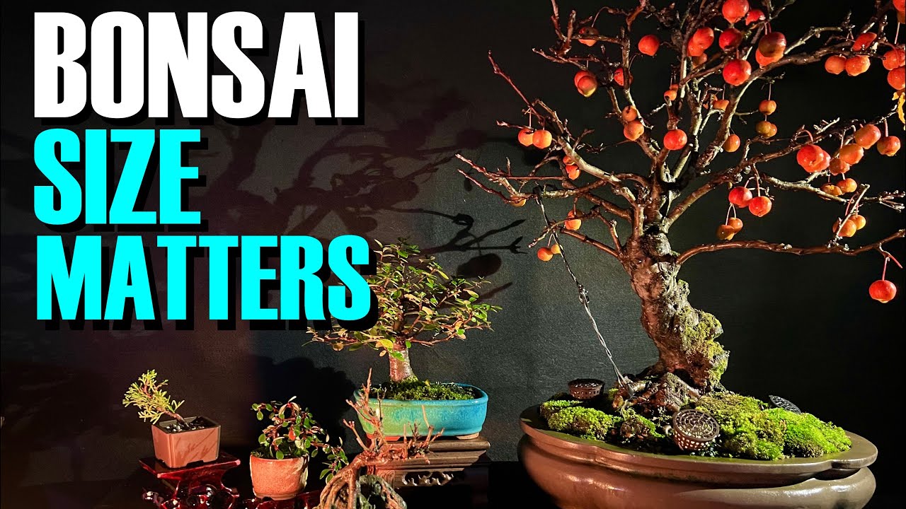 Bonsai: Size Matters. A discussion of bonsai size categories.