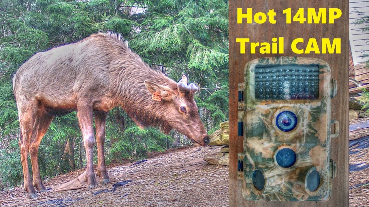 CamPark 14MP Trail Camera Test -  High Quality Low Price Wildlife and Security CAM
