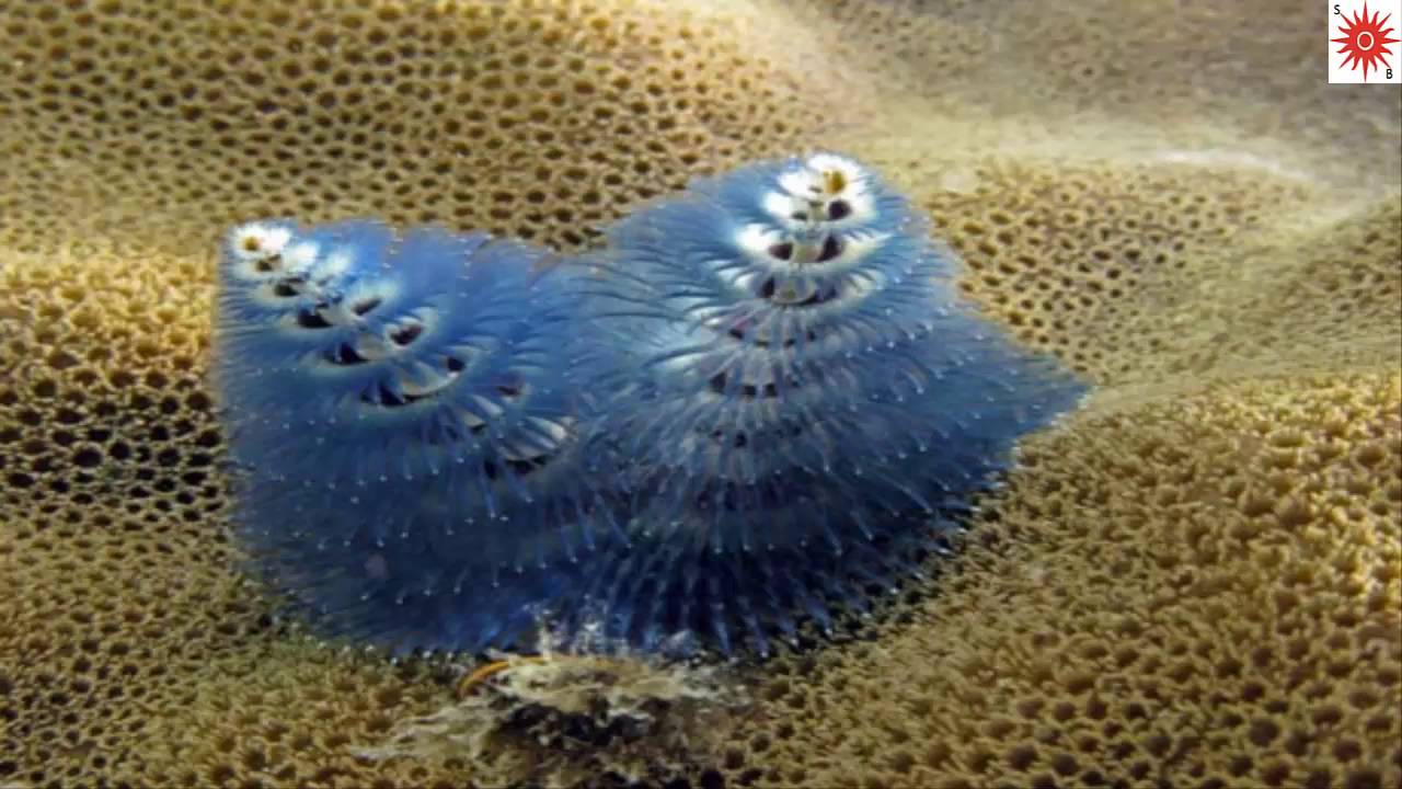 5 Utterly Weird Sea Animals