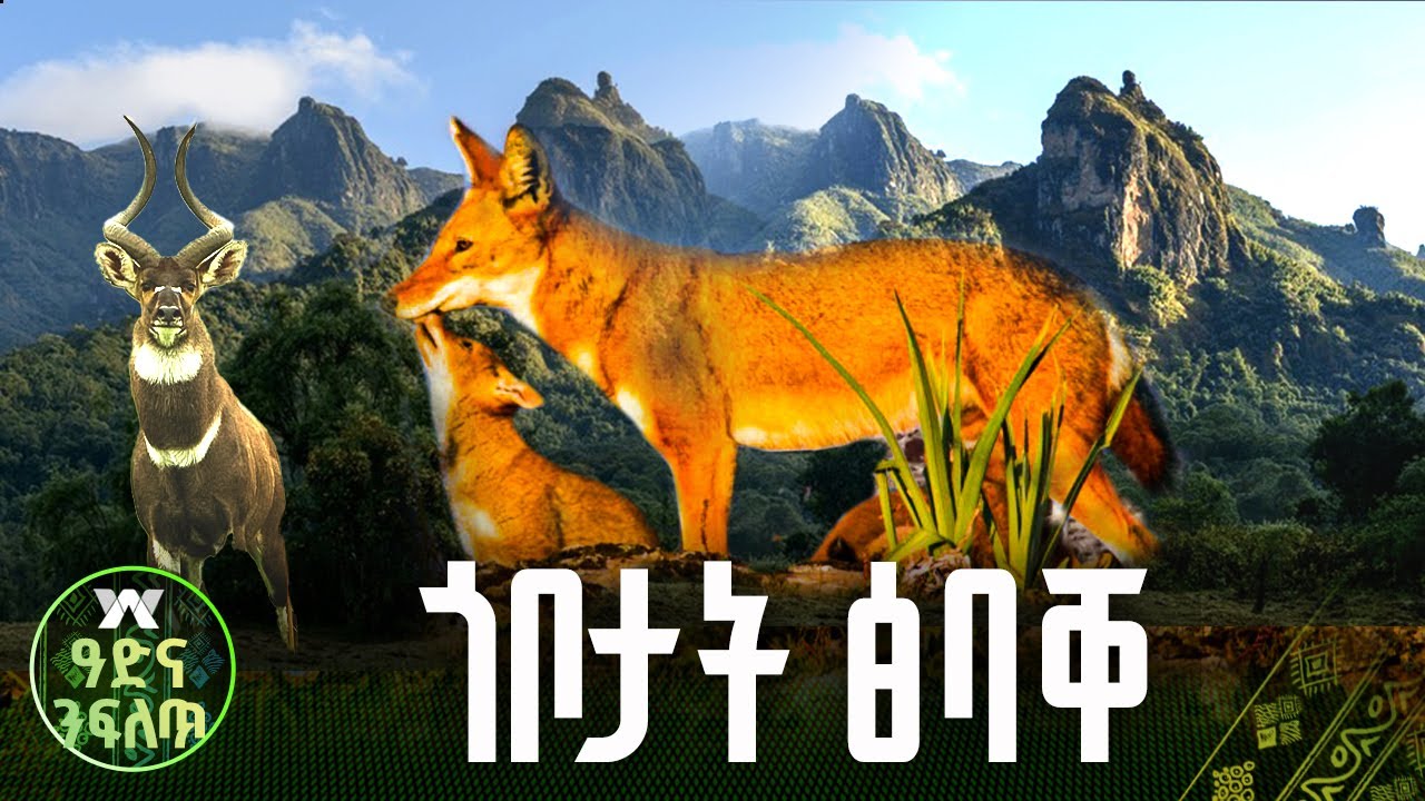 ፅባቐ ብሄራዊ ፓርክ ባሌ |ዓድና ንፍለጥ