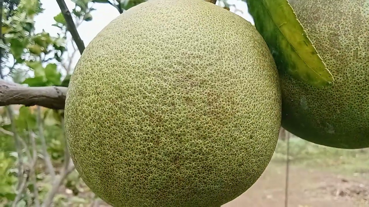 Big Lemon #fruit 