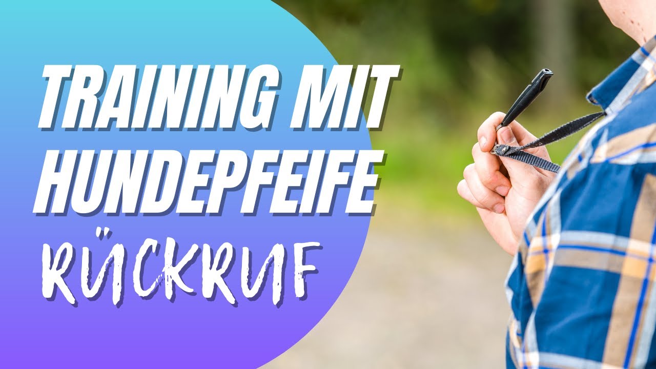 Training mit der Hundepfeife - R&uuml;ckruf trainieren - Franz&ouml;sische Bulldogge