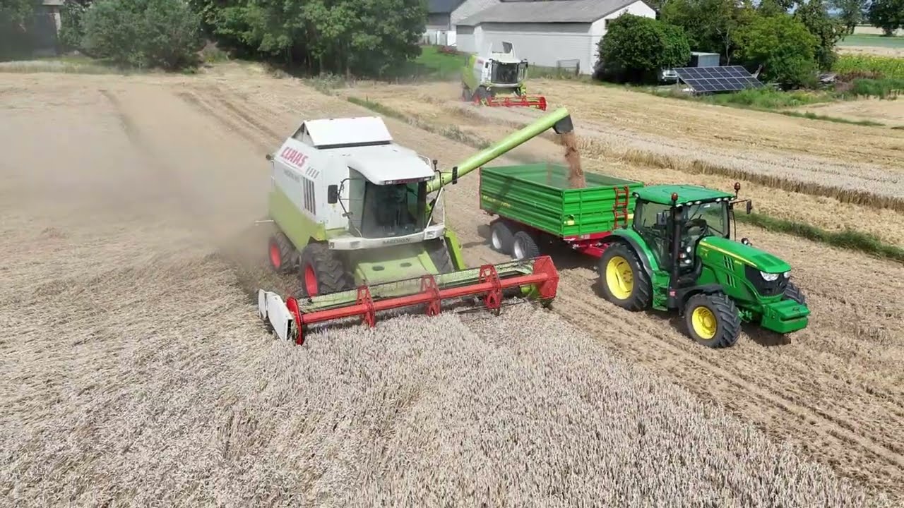 Żniwa 2025 | Claas Medion 340 w pszenicy |