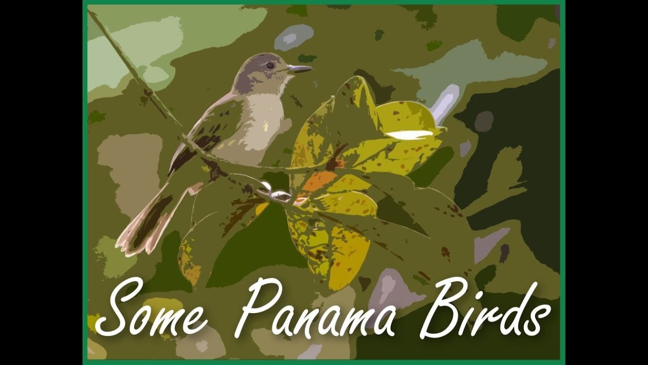 Some Panama Birds