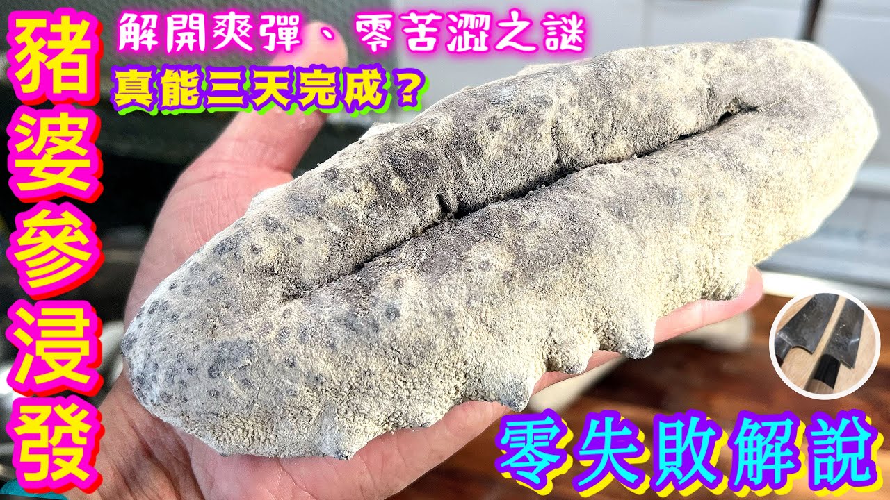 【豬婆海參浸發】 10天全程詳細解說⭐️合新手⭐️由選購開始💰點揀🟡幾錢斤🟠浸發大忌🟢保存注意🟣老闆親自教路🙏🏼😊