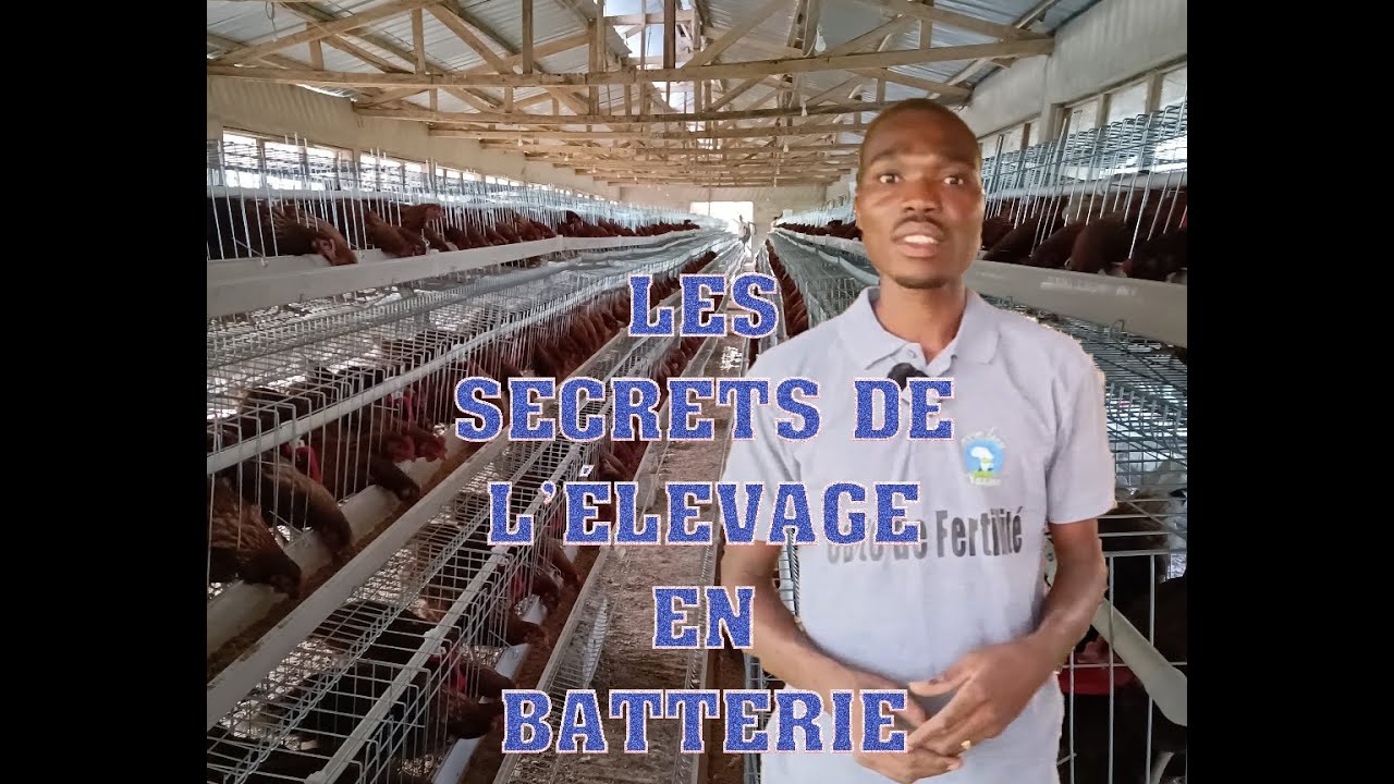 les secrets de l’élevage en batterie