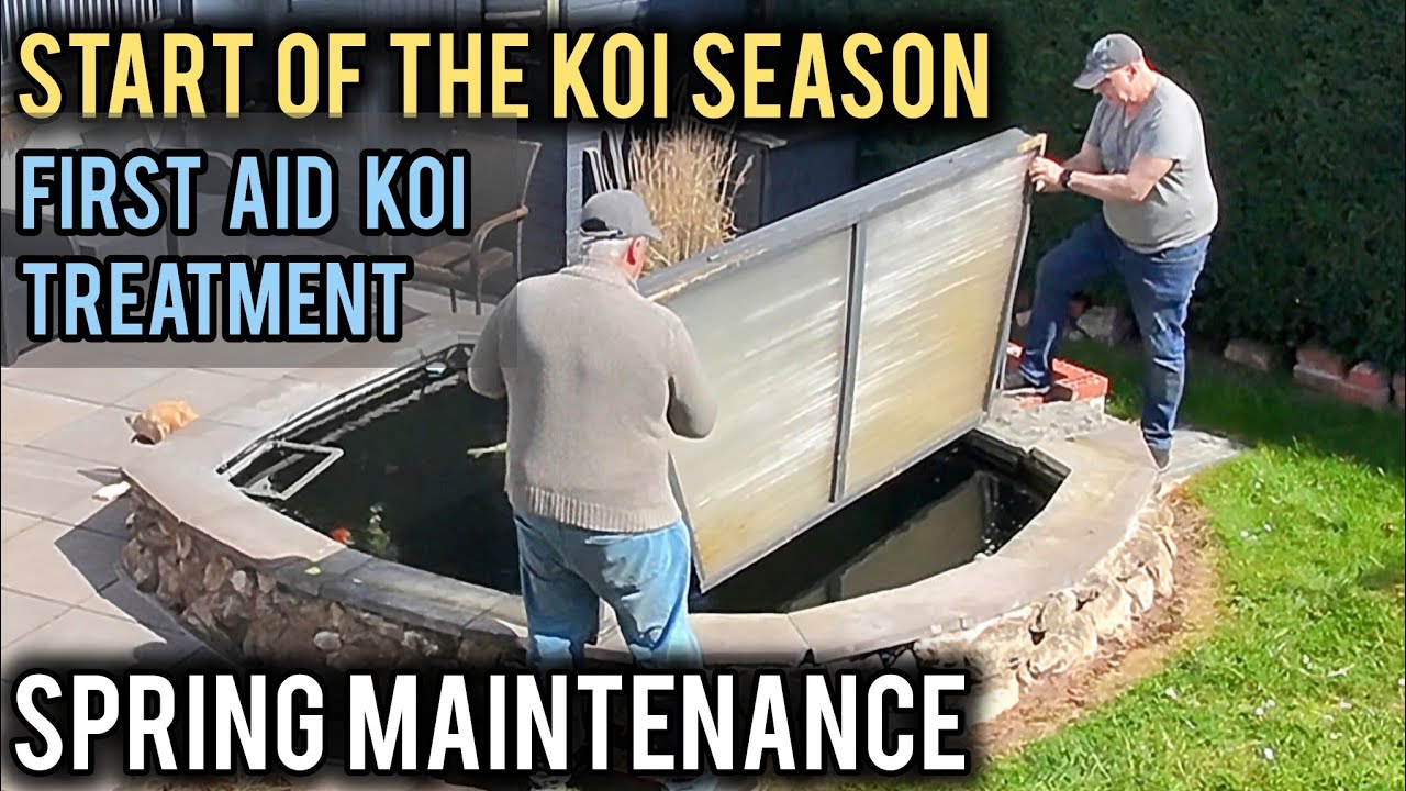 First aid koi treatment, and spring maintenance jobs