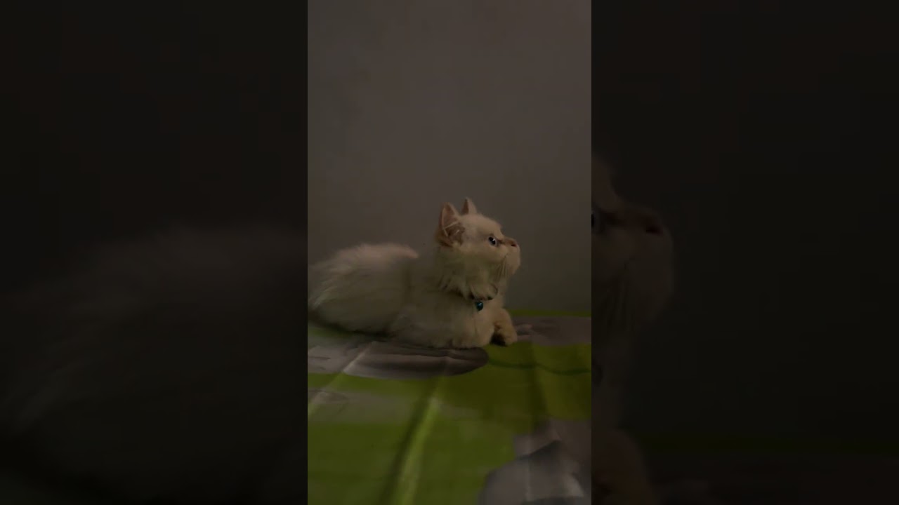 CIKO AnabuL suka nonton TV