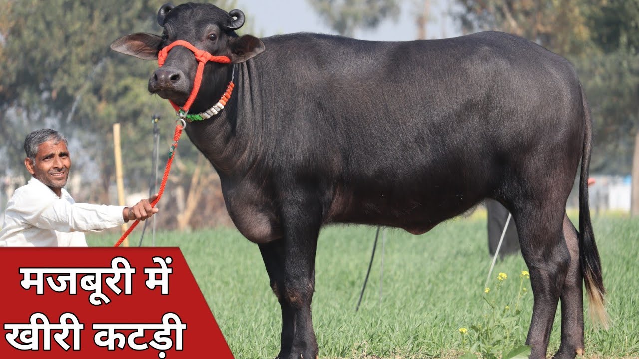 मजबूरी में ग्याभिन खीरी कटड़ी, बिक्री के लिए उपलब्ध || Narender Yadav Luhana (9468457655)