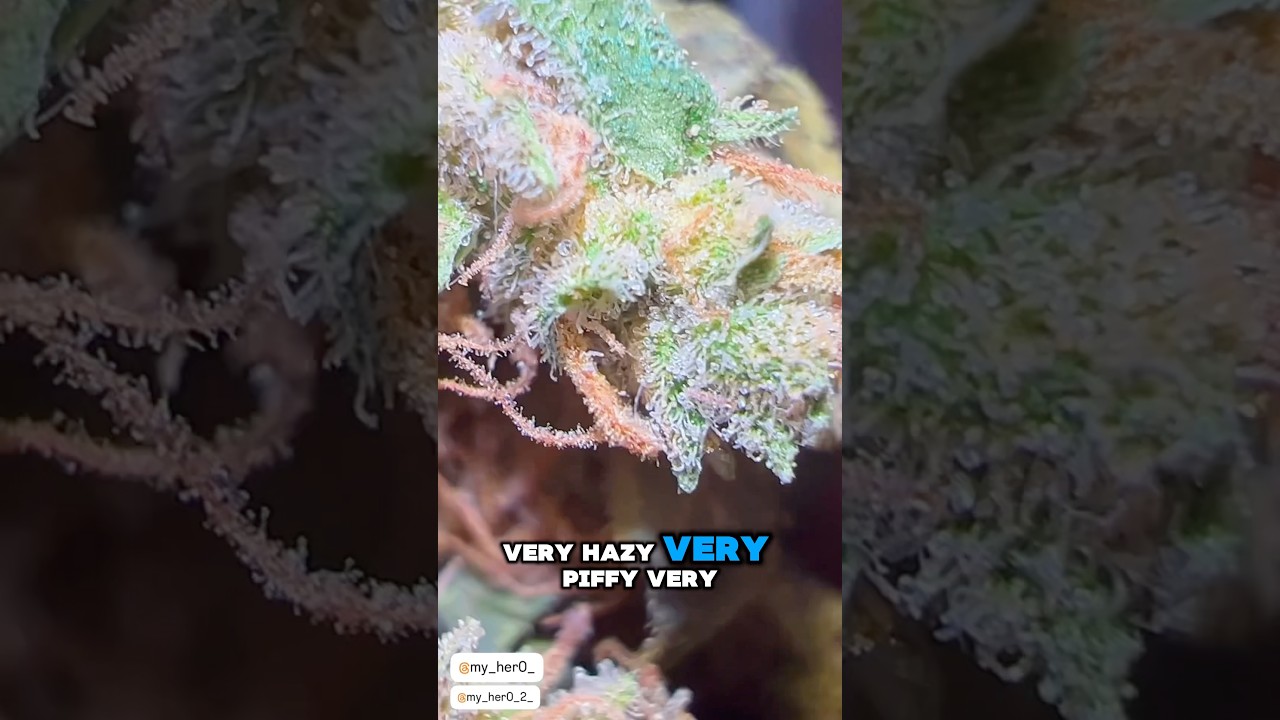 Neville&rsquo;s Haze x Super Silver Haze - My Her0