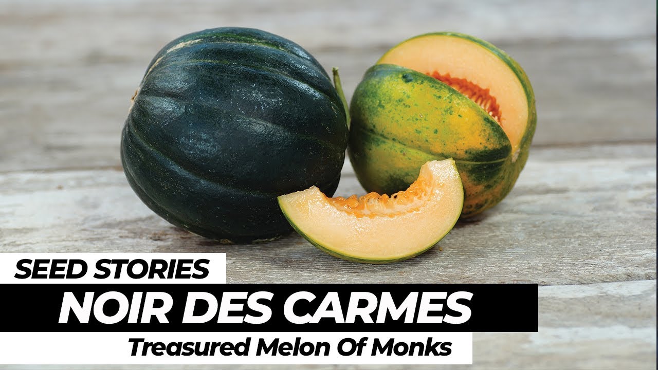 SEED STORIES | Noir Des Carmes: Treasured Melon Of Monks