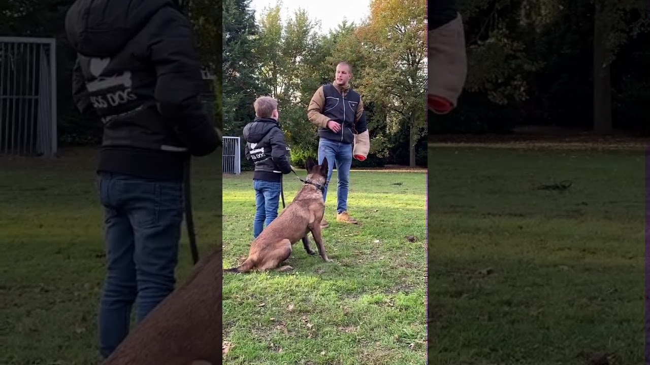 Belgian Malinois Protecting kid