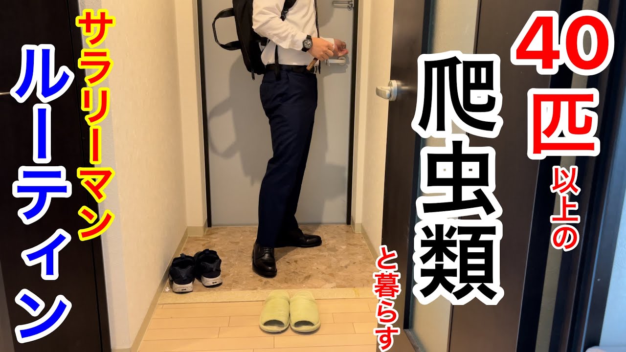 【ナイトルーティン】爬虫類40匹と暮らすサラリーマンの平日ルーティン
