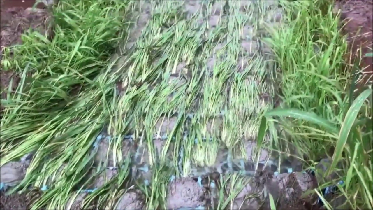Water flowing over the flexible Australian concrete erosion control mat