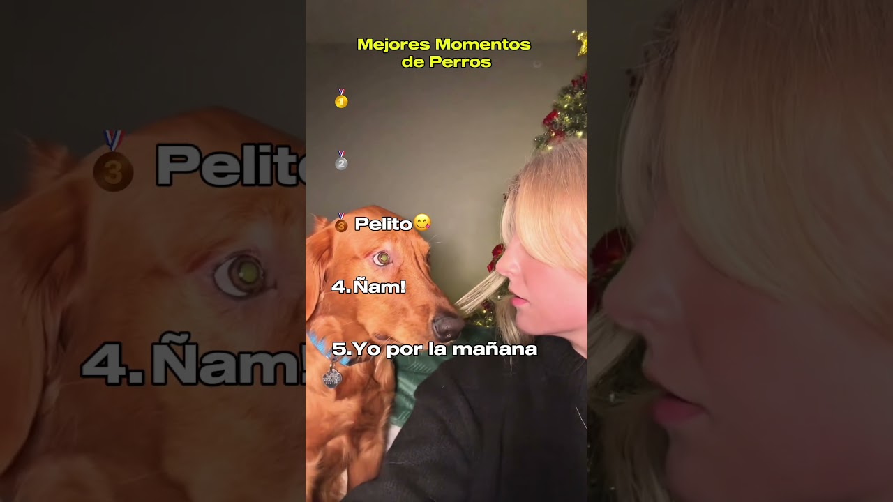 Mejores Momentos graciosos de Perros