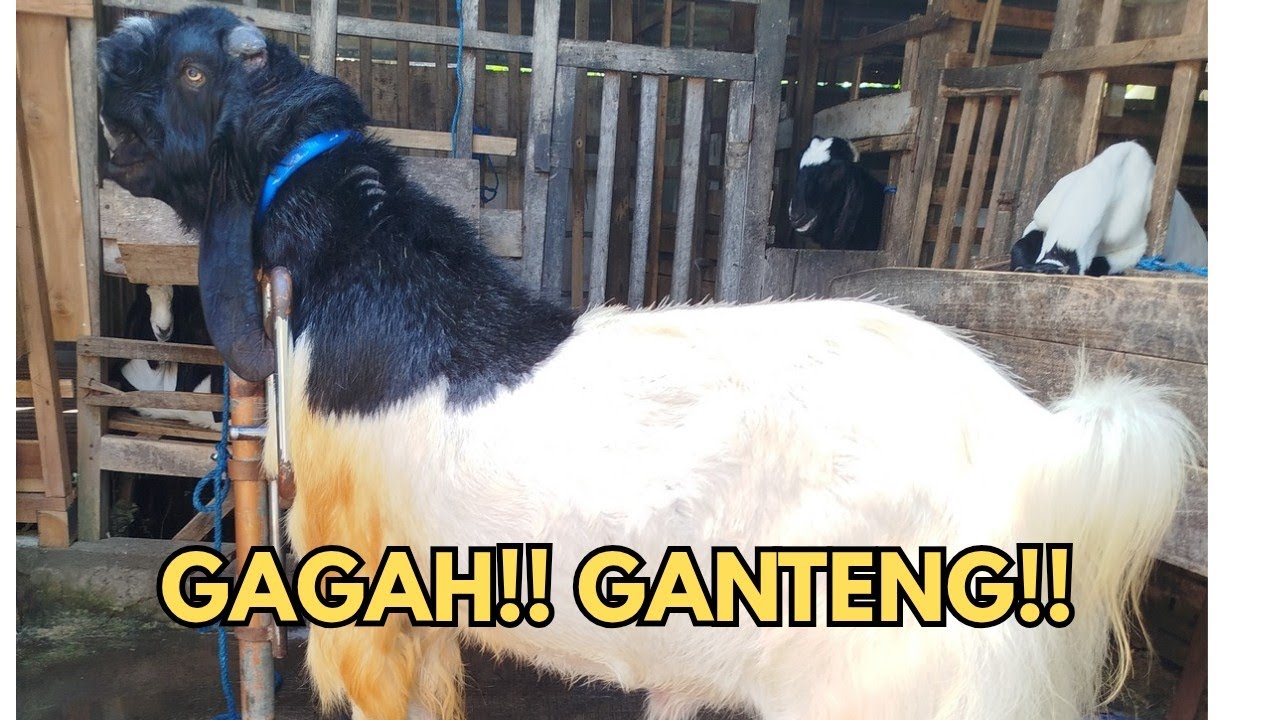 HARGA KAMBING JUMBO PREMIUM!! PERANAKAN ETAWA HARGA TERJANGKAU  