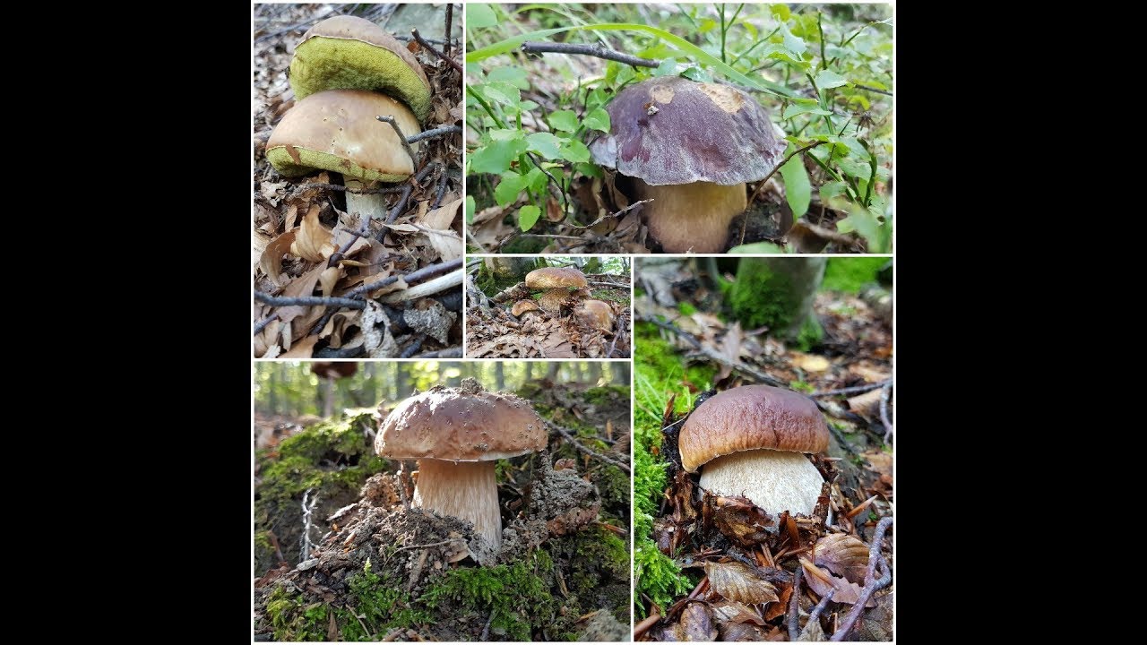 IL PARADISO DEI FUNGHI.