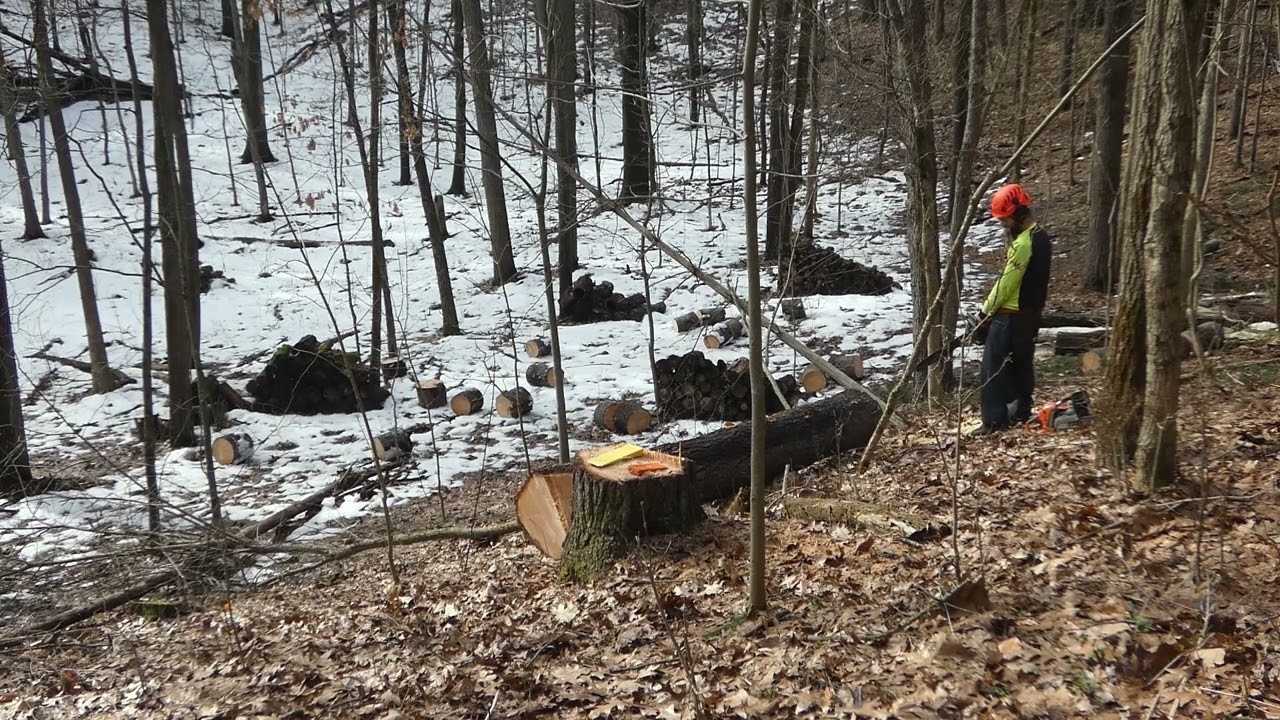 Bucking Up A White Pine