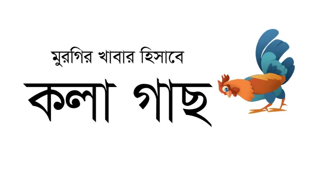 মুরগির খাবার হিসাবে কলা গাছ । ৫০% বেশী লাভ । মুরগিকে কলা গাছ কিভাবে খাওয়াবেন?