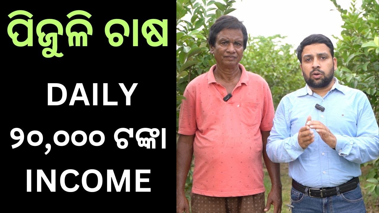 50 Lakhs income in 1 year || Guava Farming || Thai - 7 || Mishra Farms