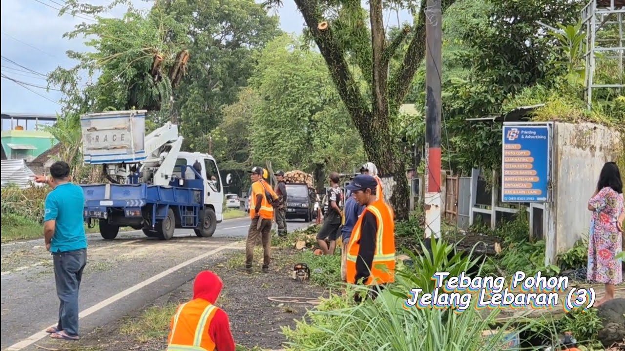 Kejar Target, Tebang Pohon Jelang Lebaran (3)