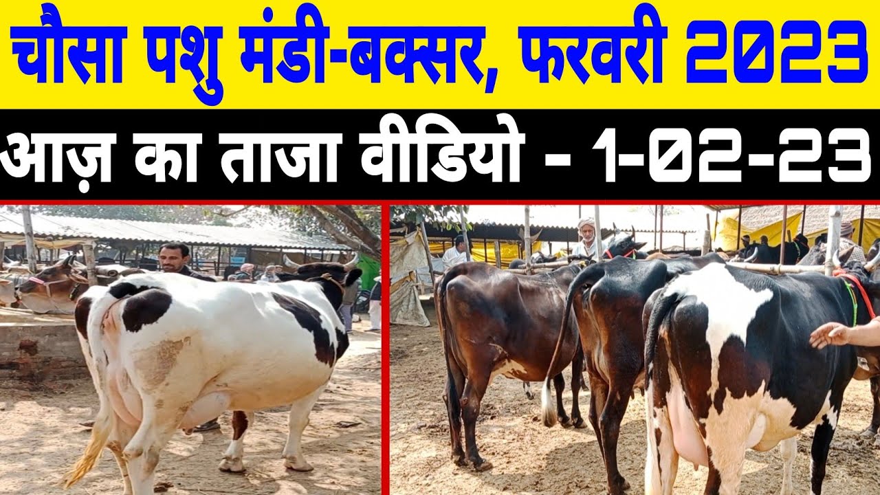 बिहार की फेमस मंडी चौसा पशु मंडी बक्सर/chausa pashu mandi buxar/chausa mandi/1-02-2023 ||