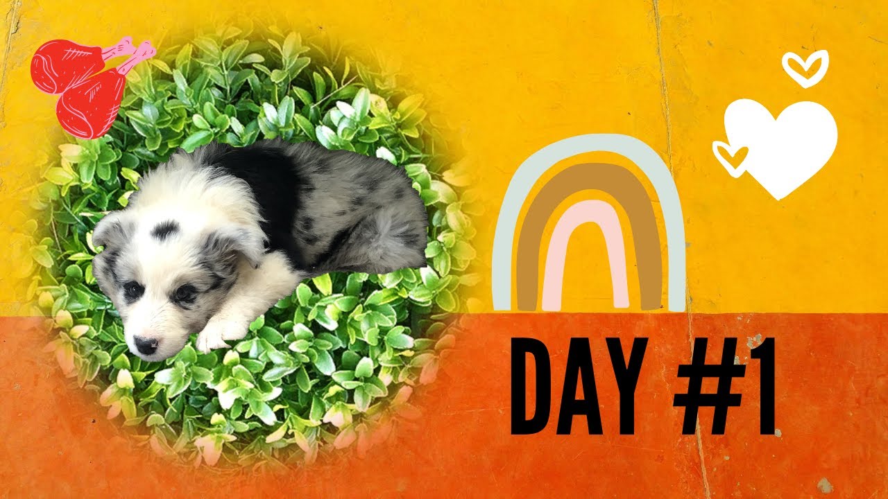 FIRST DAY AT THE HOME OF A BORDER COLLIE PUPPY #1 | BORDER AYLA