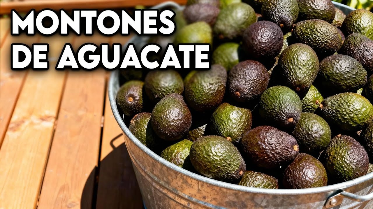 Cómo Cultivar una Fuente INFINITA de AGUACATE